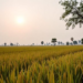 Satellites and Farmers Join Forces to Track Drought’s Toll on Nigeria’s Rice Harvests