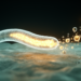 Gut Fat Molecules Steer a Worm’s Immune Defenses and Its Urge to Flee Pathogens