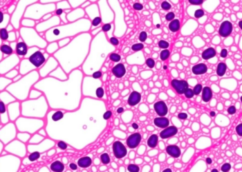 AI Reads the Endometrium: Foundation Models Predict IVF Success from Tissue Slides
