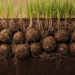 Hidden Fungus Inside Ryegrass Rewrites the Microbial Map of Soil, Aggregate by Aggregate