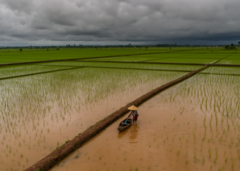 Rare Equatorial Cyclone Senyar Flooded Over 100,000 Hectares of Sumatran Rice Fields, Satellite Analysis Reveals