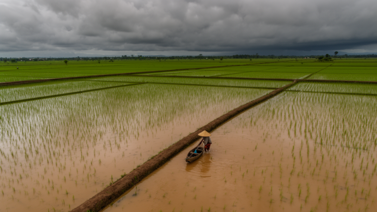 Rare Equatorial Cyclone Senyar Flooded Over 100,000 Hectares of Sumatran Rice Fields, Satellite Analysis Reveals