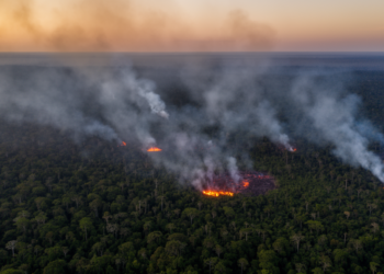 Invisible Ozone from Amazon Fires Quietly Steals a Quarter of Fire Carbon Emissions