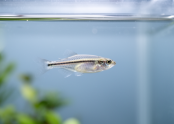 Zebrafish Rewire Their Guts Over Generations to Survive Protein Starvation
