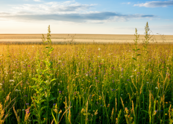 Losing Plant Diversity Could Cut Grassland CO₂ Uptake by 15 Percent by 2050