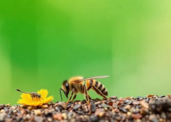 Tiny Stingless Bees Defy Expectations by Navigating Home From 7.5 Kilometers Away