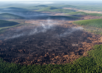 Satellite Data Reveals How Long Wildfire Scars Really Linger on the Land