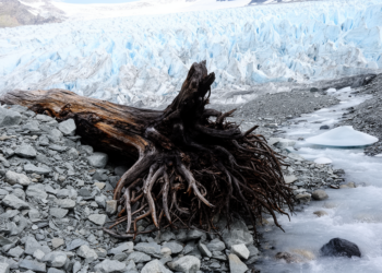 Melting Swiss Glacier Reveals 10,000-Year-Old Larch That Grew Where Ice Now Reigns