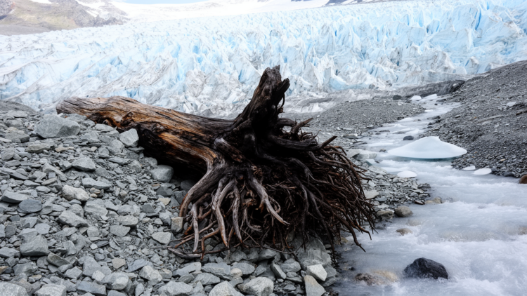 Melting Swiss Glacier Reveals 10,000-Year-Old Larch That Grew Where Ice Now Reigns
