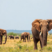 Climate Models Warn East Africa’s Savanna Elephants Could Lose Half Their Habitat by 2050