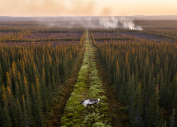 Smarter Fuel Breaks: New Optimization Model Fights Wildfire While Protecting Caribou Routes