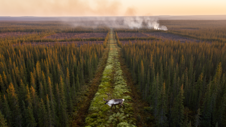 Smarter Fuel Breaks: New Optimization Model Fights Wildfire While Protecting Caribou Routes