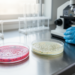 Gut Microbes Fade the Same Way in Alcohol Addiction Across Two Ethnic Groups