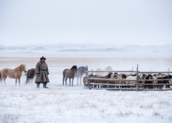 Dzud Disasters Set to Devastate Mongolia’s Herds, But a Market Fix Could Save Millions of Animals
