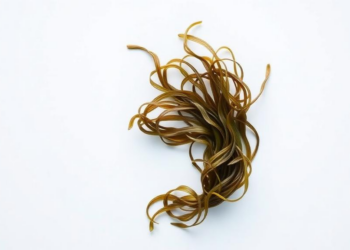 Rare Earth Metals Are Quietly Poisoning Ocean Life, and Seaweed May Be the Fix