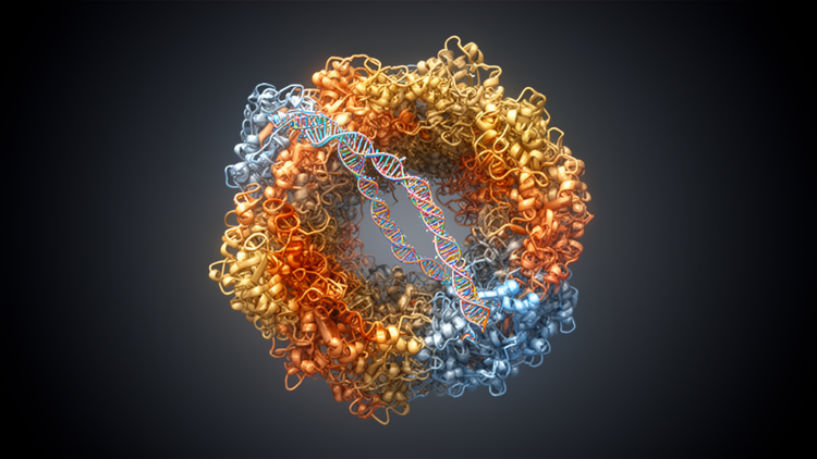 Scientists Capture the Spliceosome in the Act of Shutting Itself Down