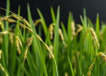 Rice Plants Broadcast Their Defenses as Electrical Signals Scientists Can Now Read