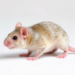 Early Oxygen-Boosting Enzyme Therapy Shows Promise Against Tuberculous Granulomas in Mice