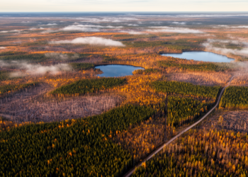 New Optimization Model Steers Boreal Timber Harvests Toward Nature’s Own Pattern
