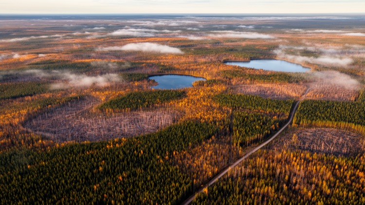 New Optimization Model Steers Boreal Timber Harvests Toward Nature’s Own Pattern