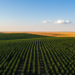 Massive tree-planting schemes may backfire by stripping away cooling clouds