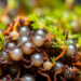 Seaweed, Microbes and Humic Acids Rewire Plant Chemistry to Boost Medicinal Alkaloids