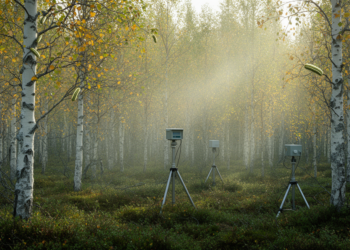 Three-Year Moth Outbreak Reshapes the Chemical Breath of a Subarctic Birch Forest