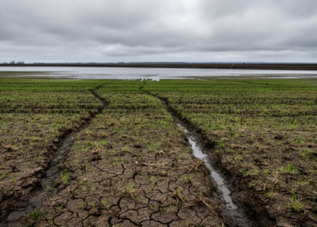 Draining Wetlands for Farms Yields Poor Harvests and Soaring Flood Risk