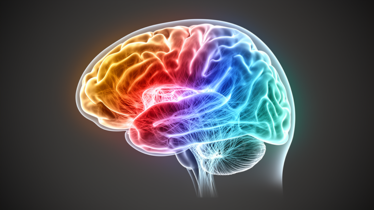 Two Separate Brain Gradients Reveal How Aging and Alzheimer’s Reshape Connectivity