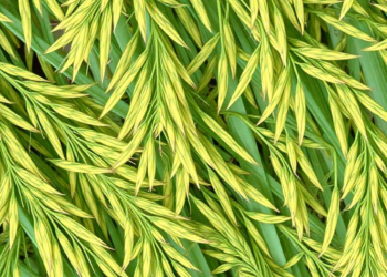 AI Sharpens Microscopic Hyperspectral Images to Reveal How Rice Fights Disease