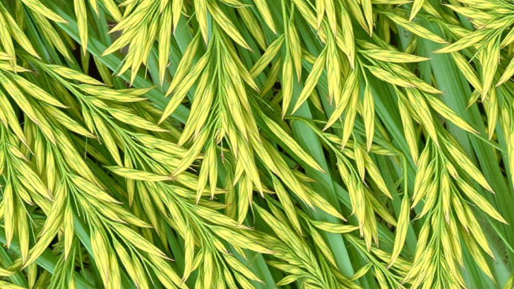 AI Sharpens Microscopic Hyperspectral Images to Reveal How Rice Fights Disease