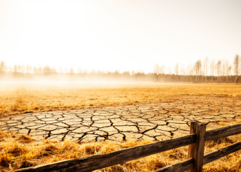 When Dry Ground Turns Up the Heat: Inside Sweden’s 2018 Heatwave Feedback Loop