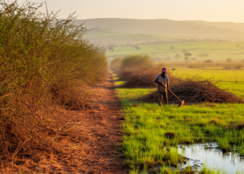 Clearing Invasive Bush Could Soften Droughts in a Warming Ethiopia, Study Finds