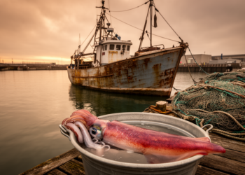 Warming Seas, Heatwaves and a Hungry Predator Drove a Squid Fishery to the Brink