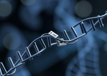 Chemical Tags on RNA Hold the Switch That Decides Whether Cells Die of Iron