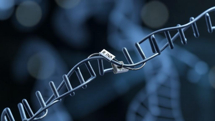 Chemical Tags on RNA Hold the Switch That Decides Whether Cells Die of Iron