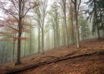 Standing but Struggling: Europe’s Forests Are Quietly Losing Their Power to Recover