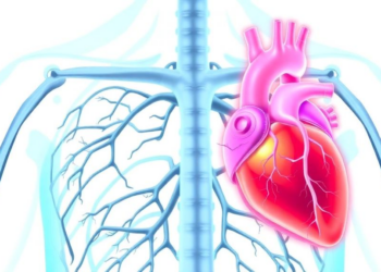 Calcified Valves Drain the Heart’s Energy More Than Rheumatic Disease, Simulations Reveal
