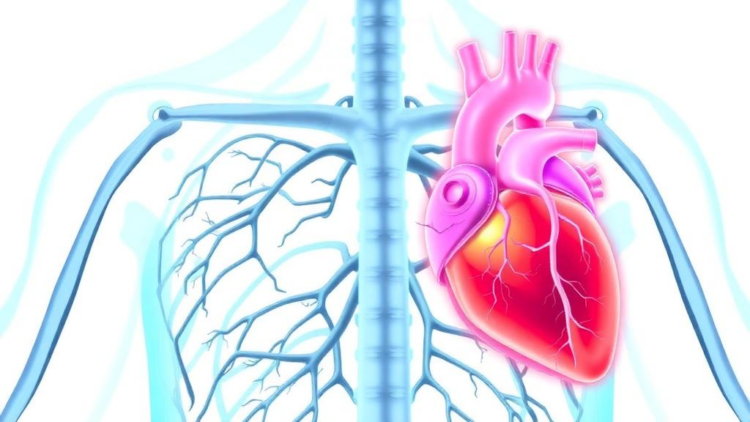 Calcified Valves Drain the Heart’s Energy More Than Rheumatic Disease, Simulations Reveal