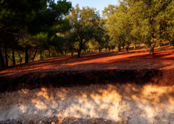 Mixed Mediterranean Forests Store More Soil Carbon, But Only in the Fast Lane