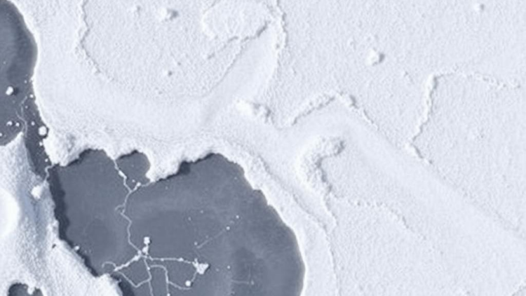 Random Noise in the Ice: How Stochastic Perturbations Sharpen Seasonal Forecasts