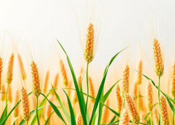 How an Ancient Chemical Weapon Shapes Defense in the World’s Great Cereal Crops