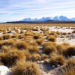 Pollen Secrets of the Ice Age: New Method Sharpens Europe’s Last Glacial Maximum Climate Picture