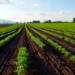 Swiss Farms Cut Nitrogen Pollution for 40 Years, But Their Soils Are Quietly Paying the Price