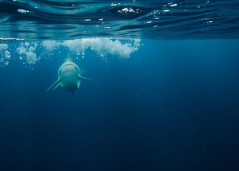 Iron-Choked Oceans Slowed Life’s Recovery After Earth’s Worst Extinction