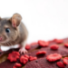 Gallic Acid Shrinks Tumors in Mice While Sparing Blood Cells, Study Finds