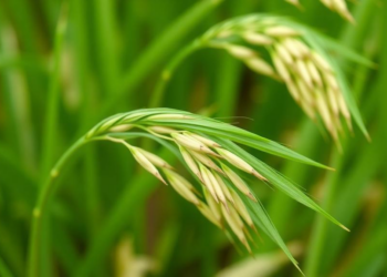 Order Matters: Simulations Reveal How to Pair Genomic Prediction with Selection Indices for Better Rice Breeding