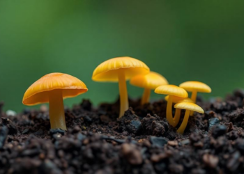 Fungi and Bacteria Team Up to Turn Industrial Waste Into Soil Gold