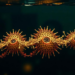 Oxygen Scarcity and Habitat History Team Up to Decide Which Oil-Eating Microbes Win