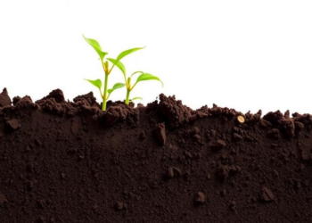 Bringing Soil Back to Neutral: The Hidden pH Fix That Stores Carbon and Boosts Crop Yields